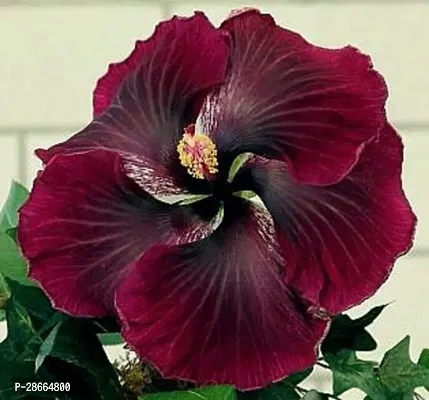 Platone Hibiscus Plant Hibiscus RedBlack Plant CF002-thumb0