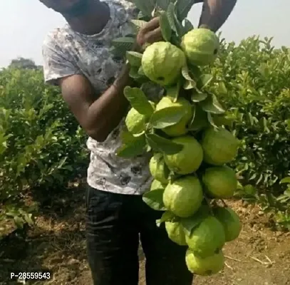 Platone Guava Plant Hybrid_Guava20-thumb0