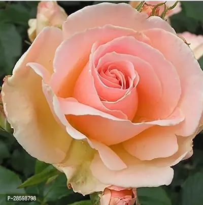 Platone Rose Plant VG - Peach Rose Plant-thumb0