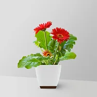 Platone Gerbera Plant GERBERA LIVE PLANT-thumb1