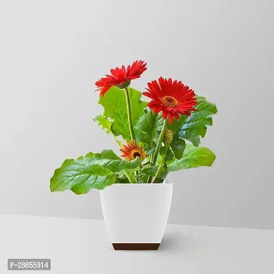 Platone Gerbera Plant GERBERA LIVE PLANT-thumb2