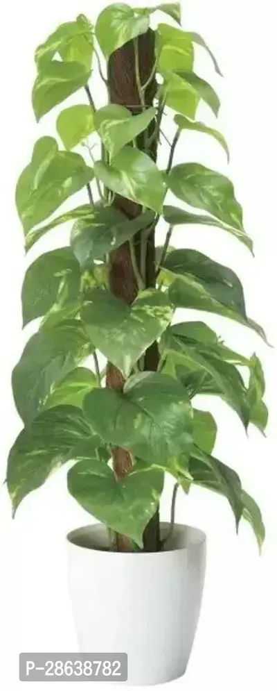 Platone Money Plant MONEY 1204-thumb0