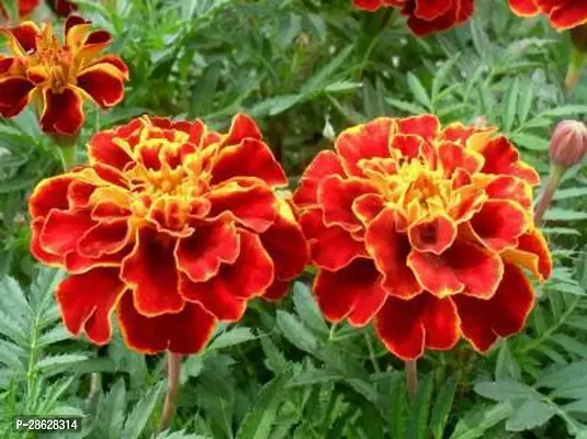 Platone Marigold Plant Marigold Plant9-thumb0