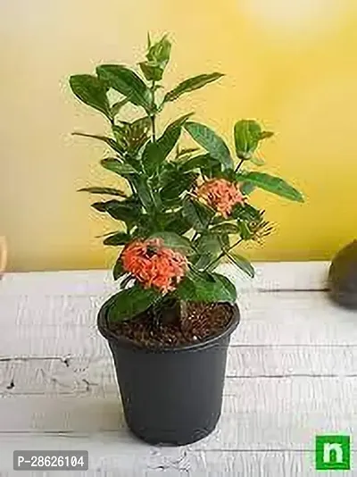 Platone Ixora Plant IXORA PLANT EWB