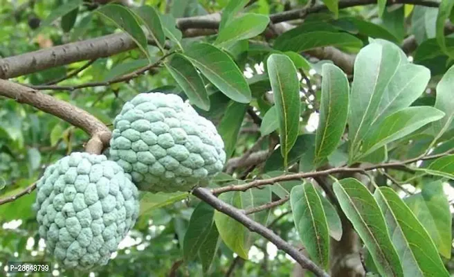 Platone Custard Apple Plant Custard Apple Plant-8