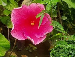 Platone Hibiscus Plant Premium Pink Jaba Tree-thumb1