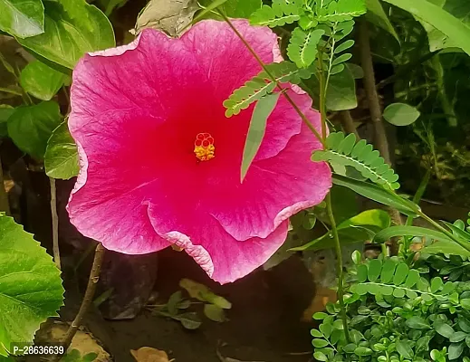 Platone Hibiscus Plant Premium Pink Jaba Tree-thumb2