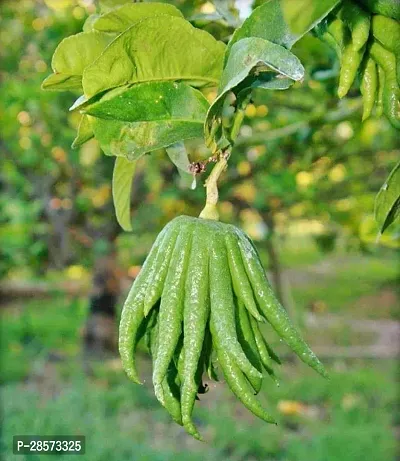 Platone Lemon Plant Buddhas Palm Lemon Live Plant.