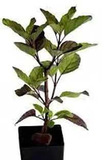 Platone Tulsi Plant Shyama Tulsi Plant-thumb1