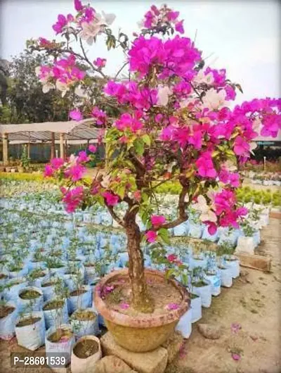 Platone Baugainvillea Plant Bougainvillea Flower Live PlantFP03