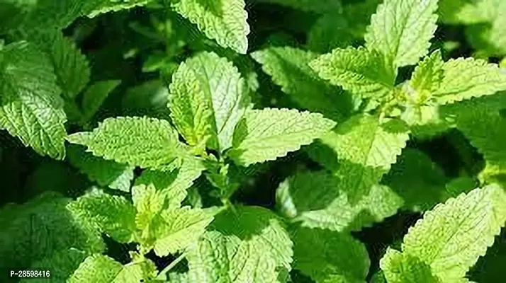 Platone Mint Plant MINT PLANT TG5