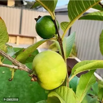 Platone Guava Plant Sr_Guava50