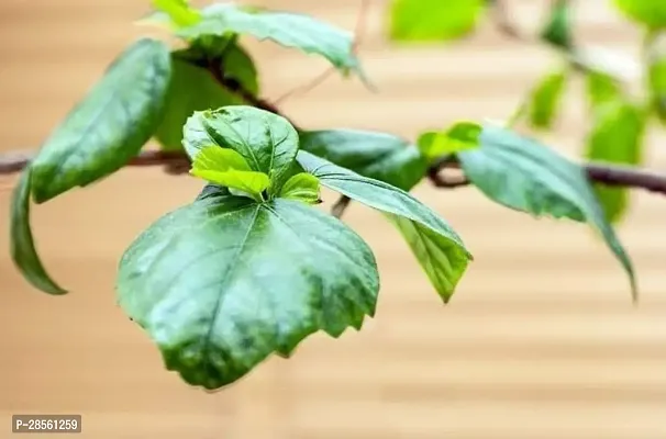 Platone Hibiscus Plant Live hybrid hibiscus flowers plantLP_Hibi_4-thumb2