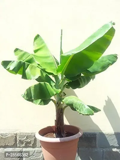 Platone Banana Plant HybridBanana live plant for fruiting, Gardening or devotional purpose CF22