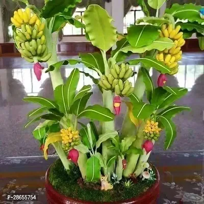 Platone Banana Plant Hybrid Banana Live Plant for Higher Production. V12-thumb0