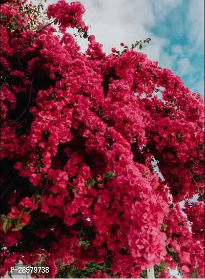 Platone Bougainvillea Plant Bougainvillea mix colorplant