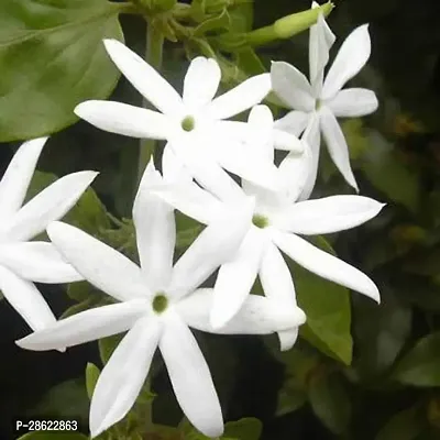 Platone Jasmine Plant Jasmine Plant-5-thumb0