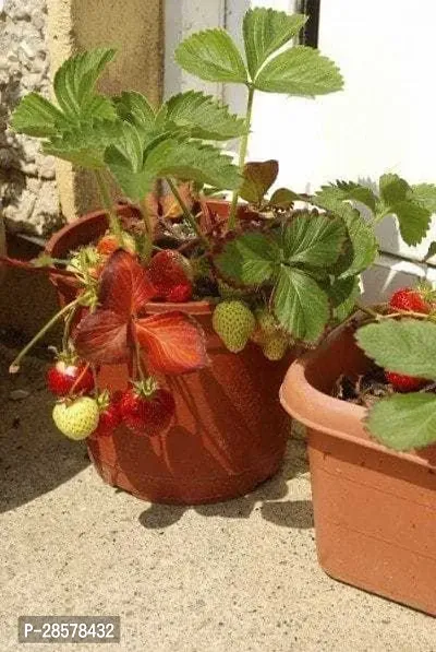 Platone Strawberry Plant sf01