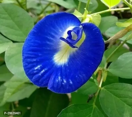 Platone Aparajita Butterfly Pea Plant Asian Pigeonwings-thumb0