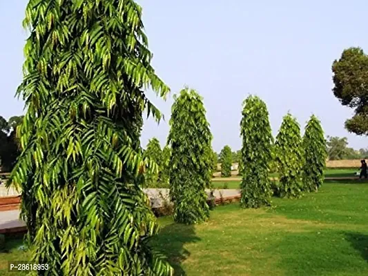 Platone Ashok Plant Gardens Rare Polyalthia longifolia Ashok Tree Plant - Weeping Evergreen Tree Plant (1 healthy Live Plant)-thumb0