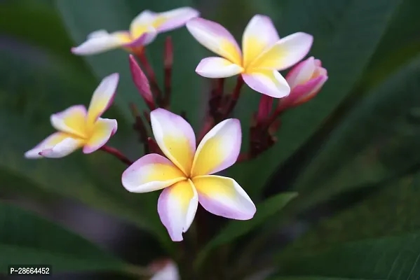 Platone Plumeria Plant Yellow PlumeriaFrangipani flowerchampakathchapawood champa flower plant