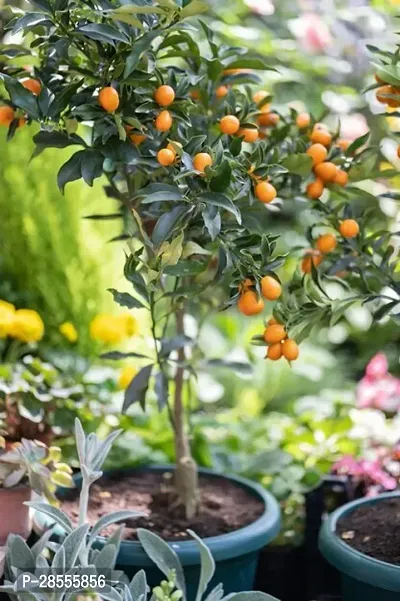 Platone Lemon Plant KUMQUAT TREES Lemon Plant-thumb3