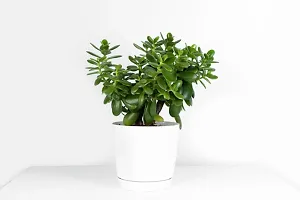 Platone Jade Plant JADE PLANT KK90-thumb2