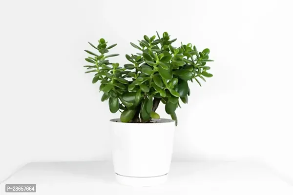 Platone Jade Plant JADE PLANT KK90-thumb3