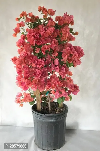 Platone Baugainvillea Plant Bougainvillea Plant Kagaj Flower Live Plant FP44-thumb0