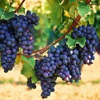 Platone Grape Plant Dasheri Grape Plant For Outdoor Garden-thumb1