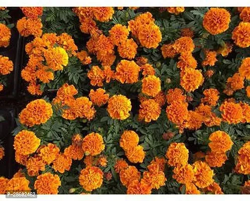 Platone Marigold Plant GSDLANTOJ_560