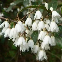 Platone Rudraksh Live Plant Rudraksha-thumb1