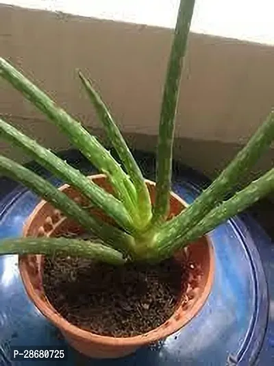 Platone Aloe Vera Plant Aloe Vera Plant 100-thumb0