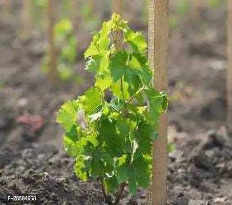 Platone Grapes Plant Fruit Grapes Plant