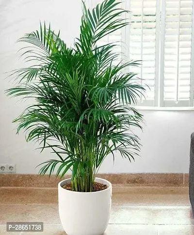 Platone Areca Palm Areca Palm