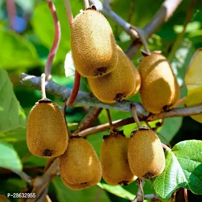 Platone Kiwi Plant Kiwi fruit Plantshan-thumb0