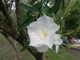 Platone Oleander Plant White Oleander plantKarabi Plant-thumb1