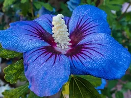 Platone Hibiscus Plant Blue HibiscusNil Joba Live Plant-thumb1