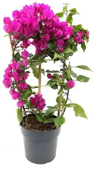 Hot Selling Plant & Planters 