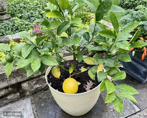 Platone Lemon Plant Lemon Plant 137-thumb0