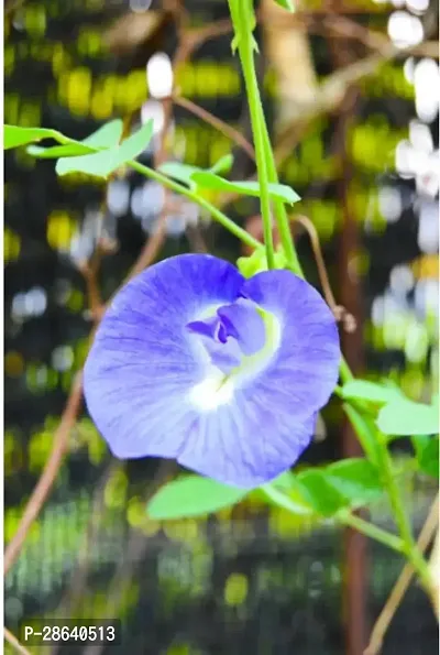 Platone Aparajita Butterfly Pea Plant Aparajita_BLUE_NP117