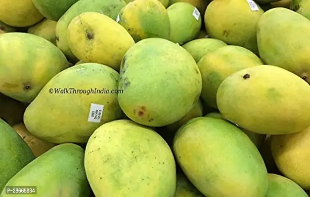 Platone Mango Plant BadamiKarnataka Alphonso Mango Plant - Grafted