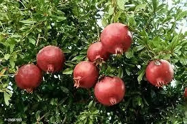 Platone Pomegranate Plant Pomegranate Plant 325-thumb0