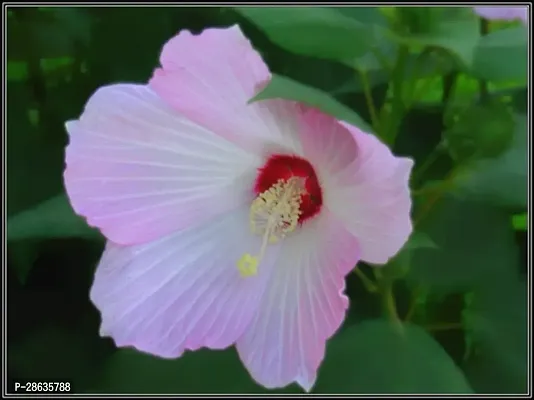 Platone Hibiscus Plant white hibiscus040