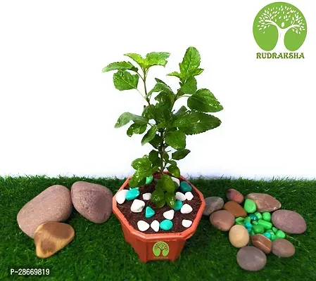 Platone Tulsi Plant GFGH138