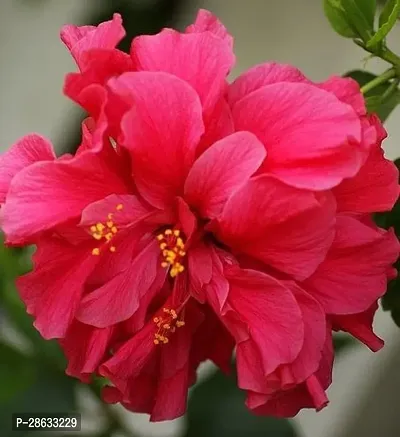 Platone Hibiscus Plant TIGHIBI91