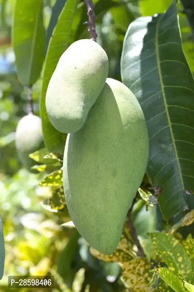 Platone Mango Plant CarabaoPhilippineManila mango Grafted Live Plant