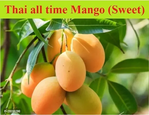 Platone Mango Plant All Time Mango plant, Thai Hybrid Variety-thumb0