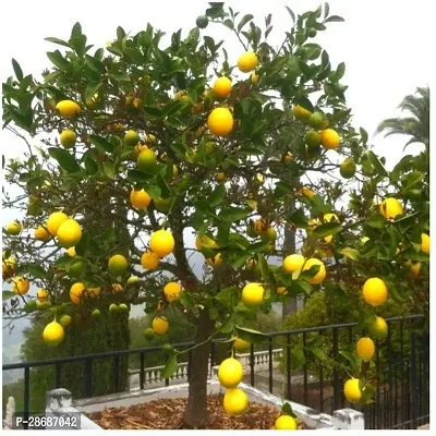 Platone Lemon Plant Lemon Plant 136-thumb0