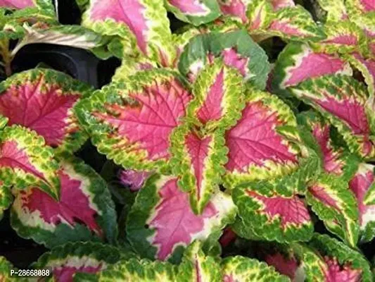 Platone Coleus Plant plant sapling